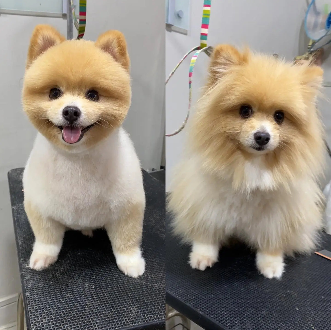 Full Groom Services