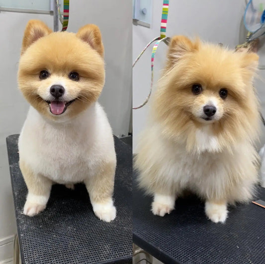 Full Groom Services