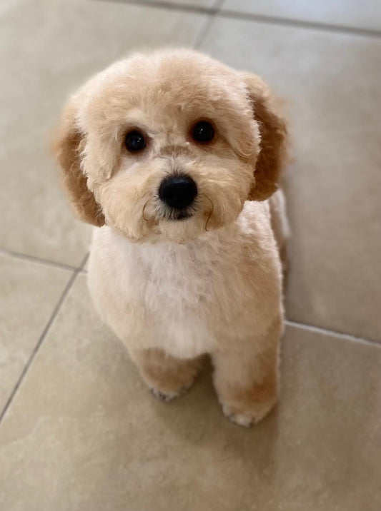Puppy's First Groom